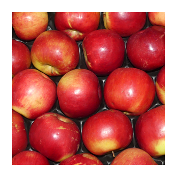 Apfel Idared
