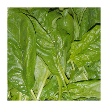 Pflücksalat