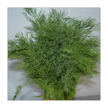 Dill