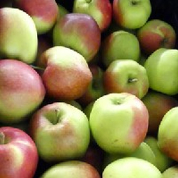 Apfel Elstar