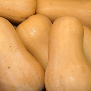 Kürbiszeit - Butternutkürbis