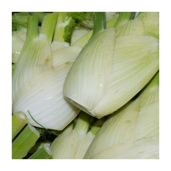 Fenchel