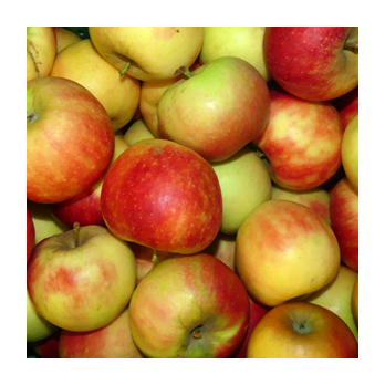 Apfel Pinova