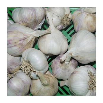 Knoblauch Spanien