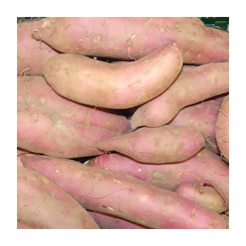 Batate Süßkartoffel Deutschland