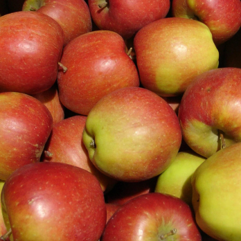 Apfel Braeburn