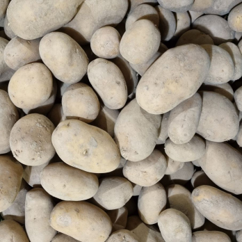 Kartoffel Bernina fk