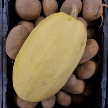 Kürbiszeit - Spaghettikürbis